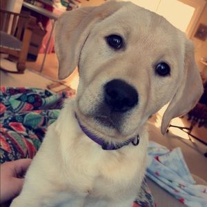 Meet your Posher, Laken